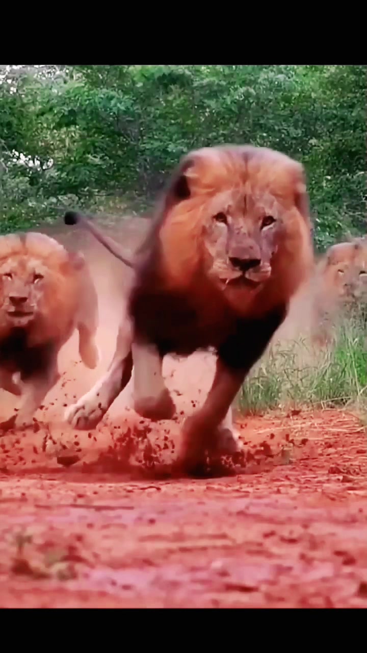 Beautiful & big lions